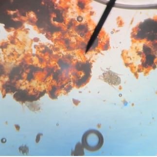 Otitis externa เป็นการอักเสบของหูชั้นนอกที่สามารถพบได้บ่อยทั้งในสุนัขและแมว   Otitis externa เป็นการอักเสบของหูชั้นนอกที่สามารถพบได้บ่อยทั้งในสุนัขและแมว